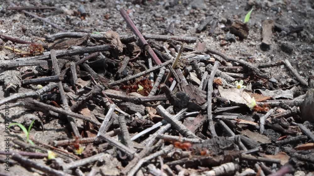 ants in the forest in places full of dry, black soil that speak of wildlife ants in the forest in places full of dry, black soil that speak of wildlife