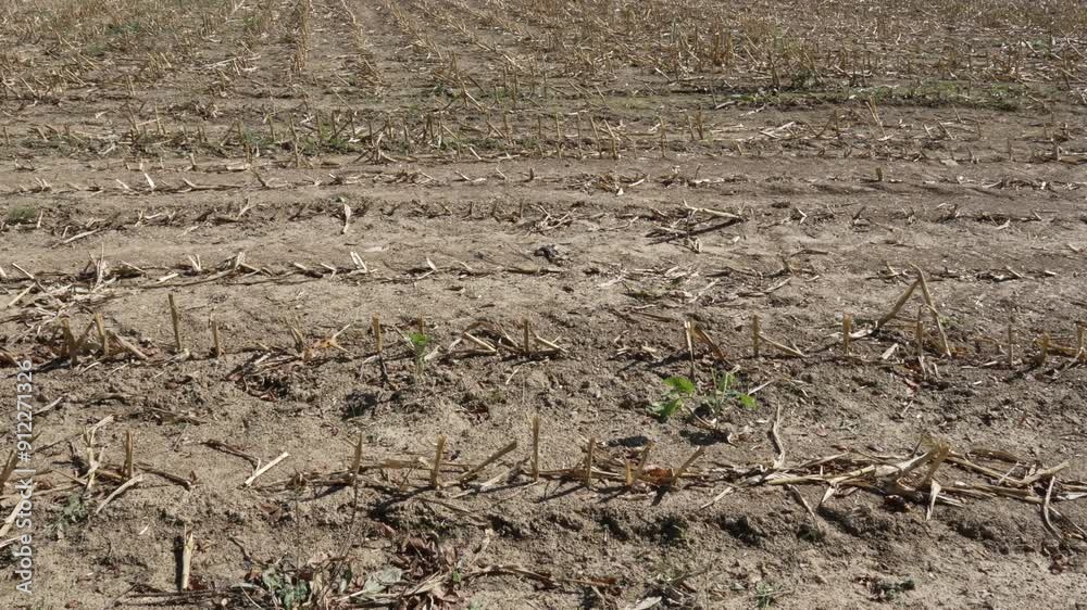 Drought agriculture crop with no rain water, ecosystem impact farm land Drought agriculture crop with no rain water, ecosystem impact farm land
