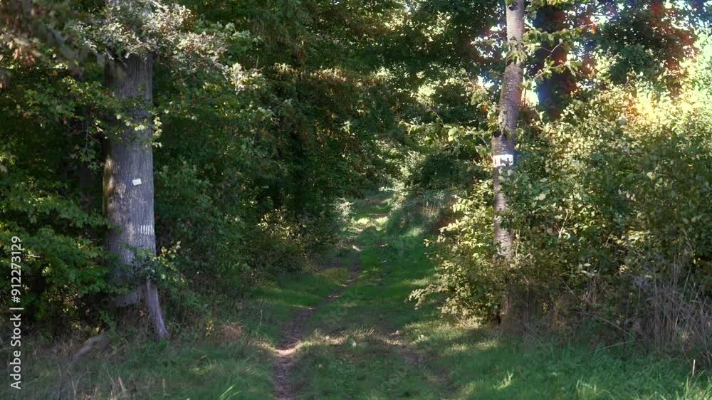 Beautiful dense forest path, tree canopy, nature sun walk and fresh air Beautiful dense forest path, tree canopy, nature sun walk and fresh air
