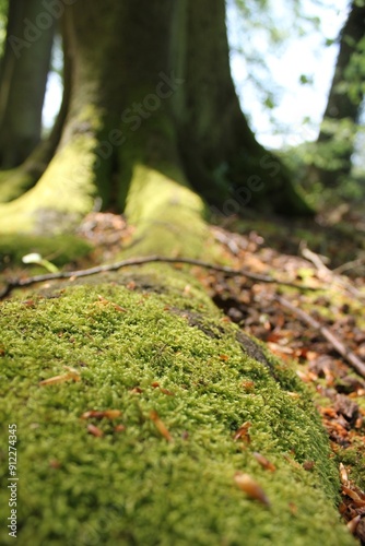 Close-up of moss-covered tree roots extending from a massive trunk, set in a serene forest with dappled sunlight filtering through the canopy.