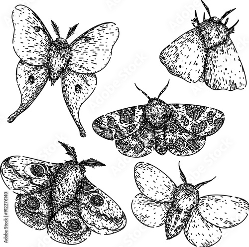 night moth set hand drawn. metamorphosis lepidoptera, scales flutter, crepuscular pheromones night moth vector sketch. isolated black illustration