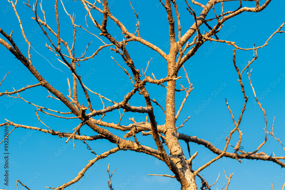 Tree Branches with Bright Blue Sky Background Tree Branches with Bright Blue Sky Background