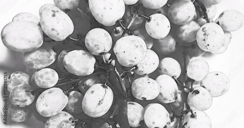 Bunch of grapes, fast rotating on white background, top view. Sketch black white effect, seamless loop
