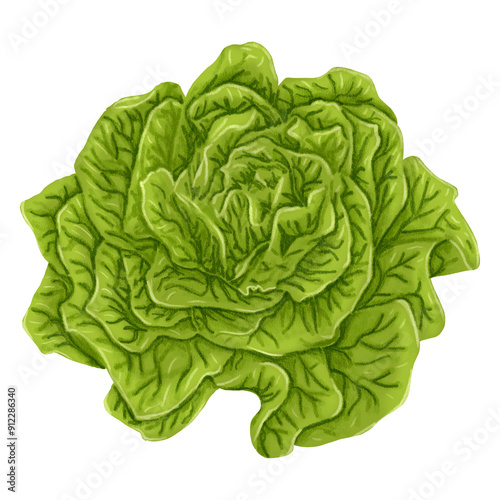 illustration of a fresh green head of lettuce on a white background