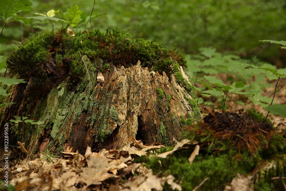 Tree stump with green moss and plants in forest Tree stump with green moss and plants in forest