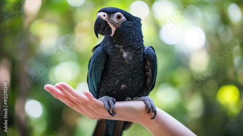 Black Parrot on a Hand with Green Bokeh Background photo