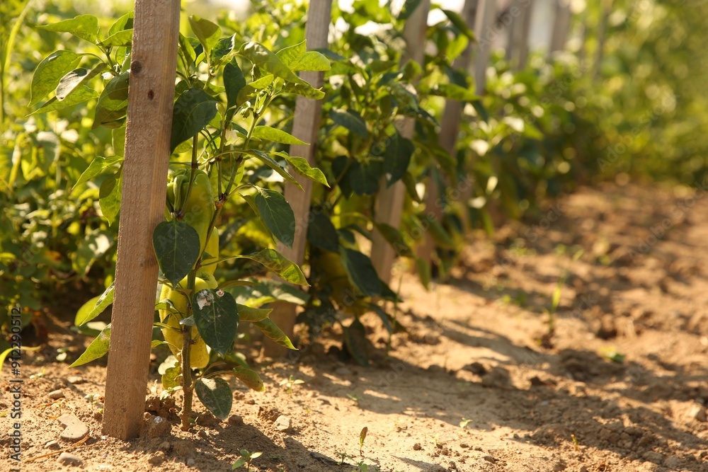 Unripe peppers growing on plants in vegetable garden Unripe peppers growing on plants in vegetable garden