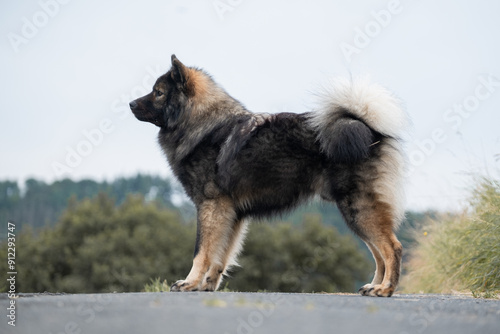 Seitenansicht eines Rasseportraits eines wolfsgrauen Eurasierrüdens aus einer der nordischen Hunderassen, welcher korrekt aufgestellt wurde für eine Ausstellung / Körung / Zuchtschau photo