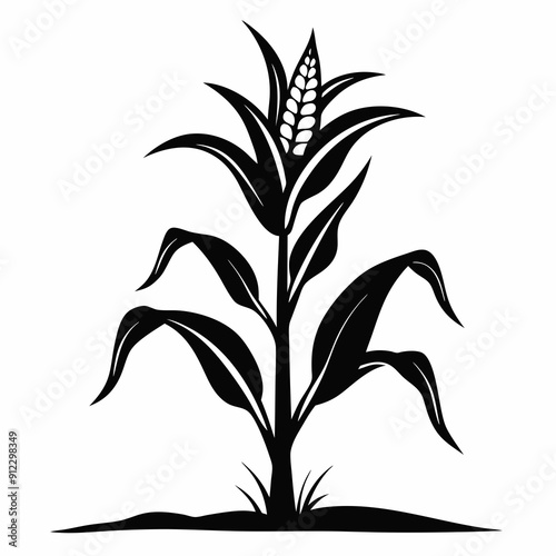 Black and white corn plant growing in the field vector illustration