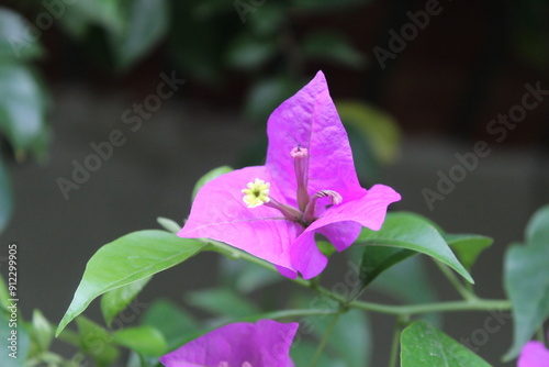 Bougainvillea spectabilis of purple petals photo