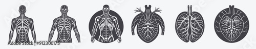 Black white human anatomy organs, circulatory nervous system respiratory muscular