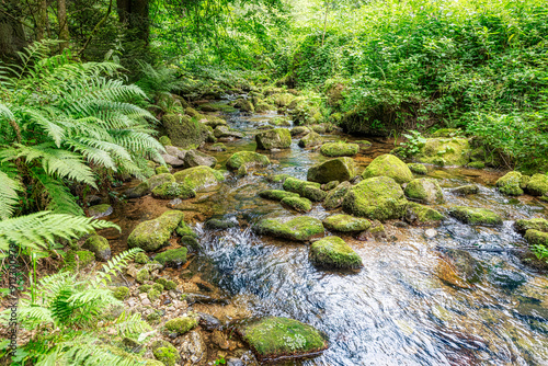 Mystic wilderness and breathtaking beauty of nature in Stillensteinklamm near Grein in Upper Austria photo