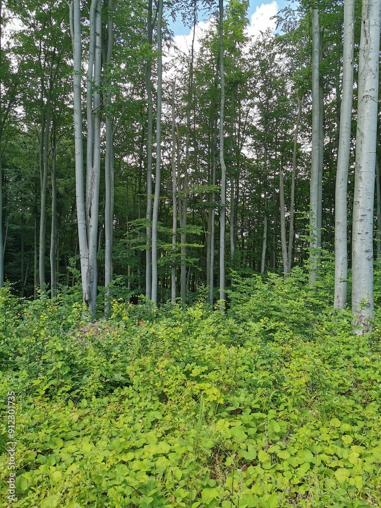 Czech forest from Jeseniky mountains