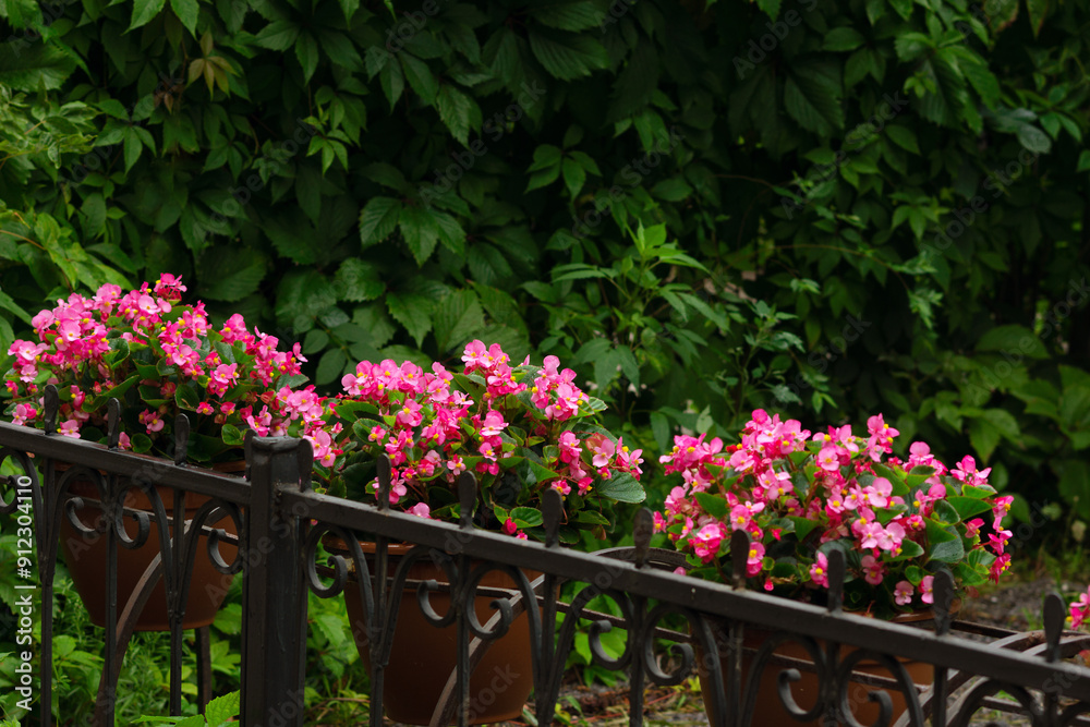 Urban landscape in the form of begonia flowers in pots against the background of a hedge. Blooming red flowers in summer. Urban landscape in the form of begonia flowers in pots against the background of a hedge. Blooming red flowers in summer.