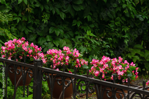 Tableau sur toile Urban landscape in the form of begonia flowers in pots against the background of a hedge