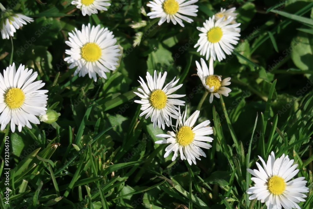 Daisy Daisy