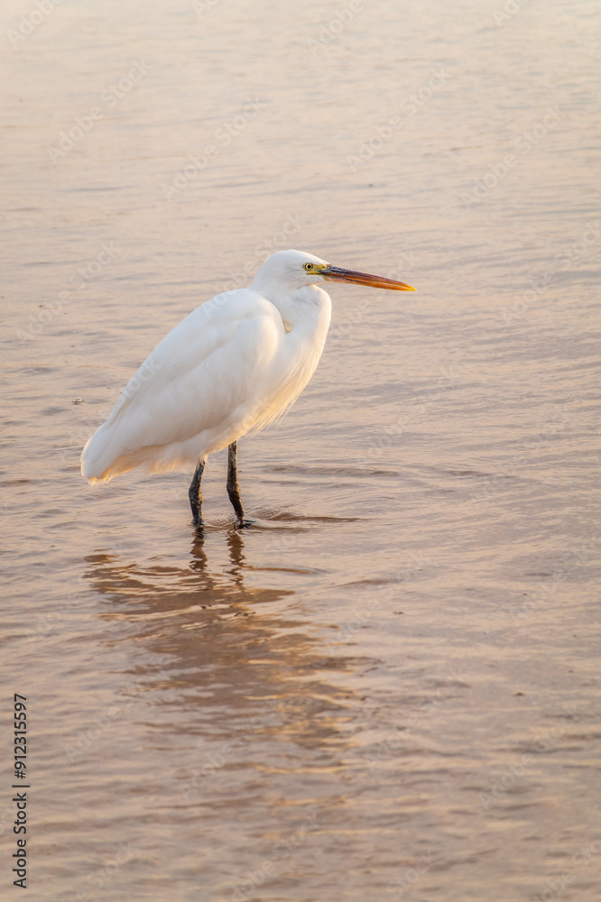 Great egret (Ardea alba), a medium-sized white heron fishing on the sea beach Great egret (Ardea alba), a medium-sized white heron fishing on the sea beach
