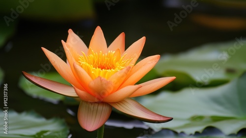 Orange Water Lily in Bloom