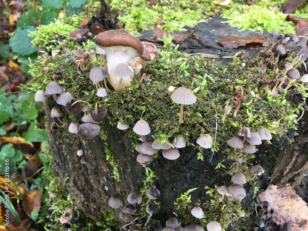 Pilze Pilze