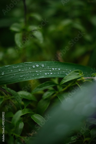 leaf Green macro water drop