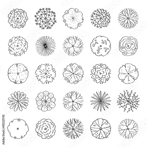 top view of tree illustration isolated on white background.