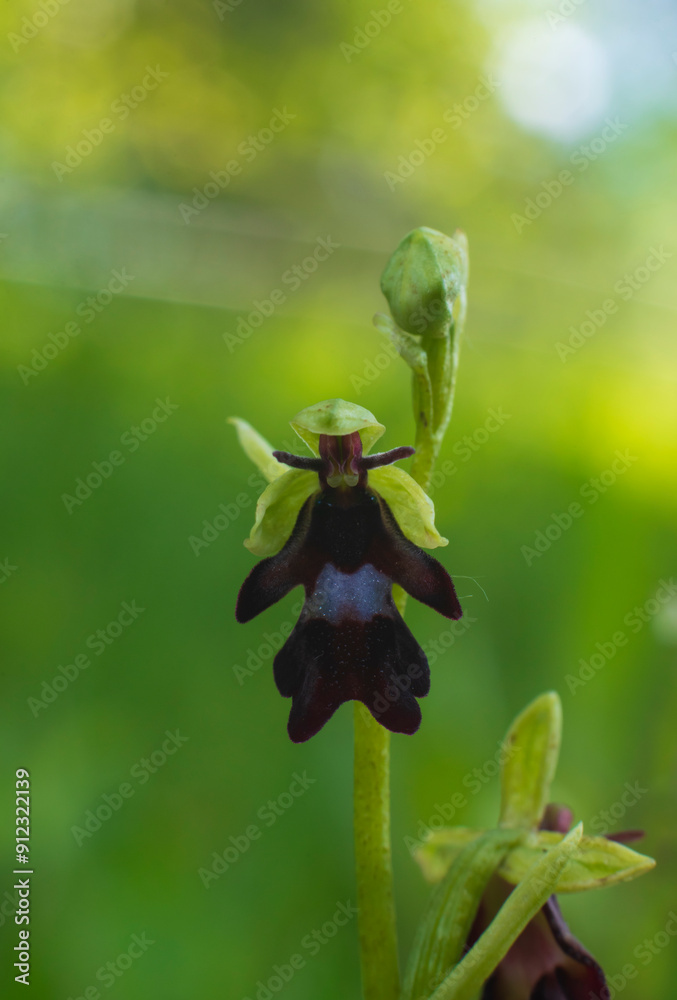 the small flower head of a fly orchid