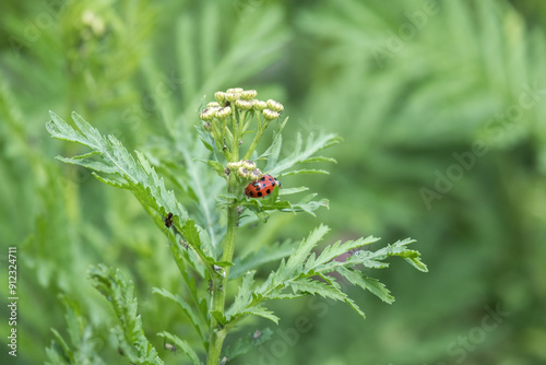 close up of a ladybird and aphids on a achillea filipendulina ( yarrow) plant in summer