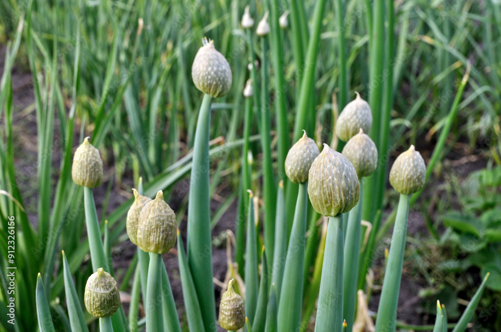 close-up of growing and blooming onion plantation for seeds in the vegetable garden at the summertime close-up of growing and blooming onion plantation for seeds in the vegetable garden at the summertime