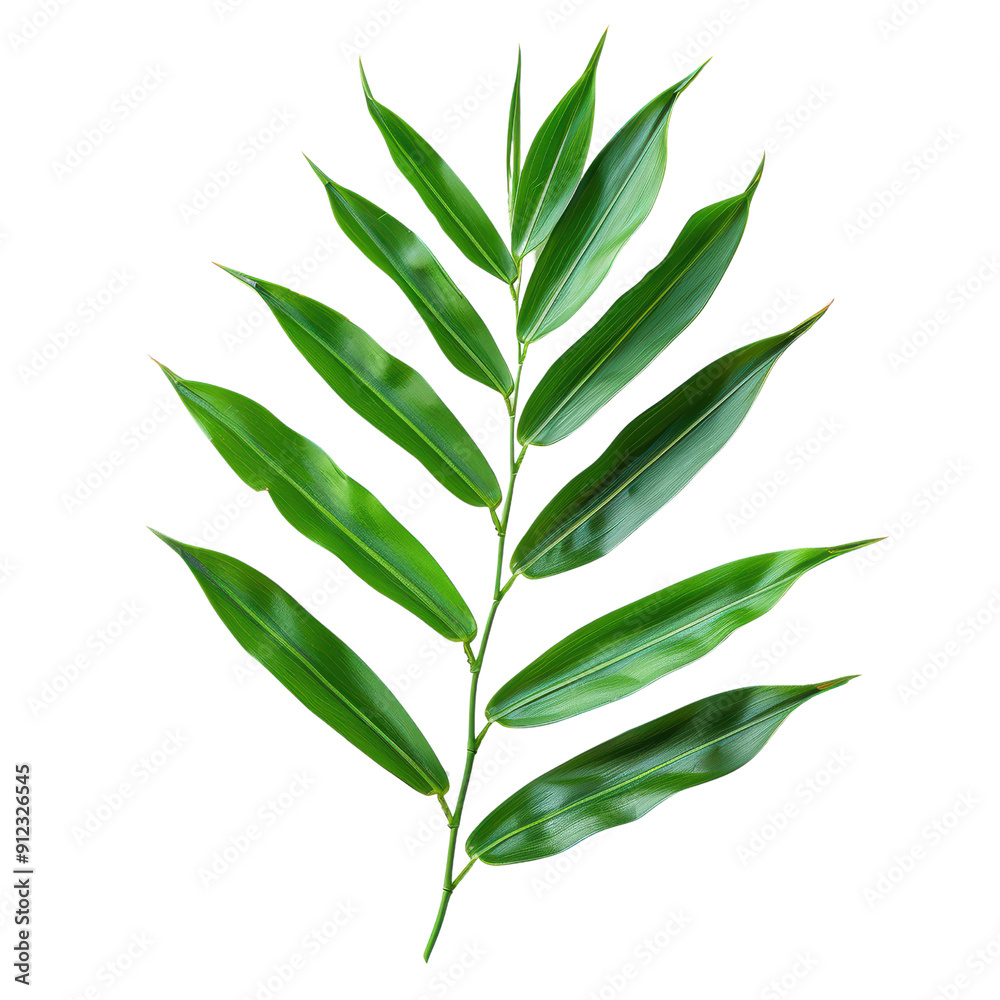 Fototapeta premium Vibrant Green Leaf Against Plain Background