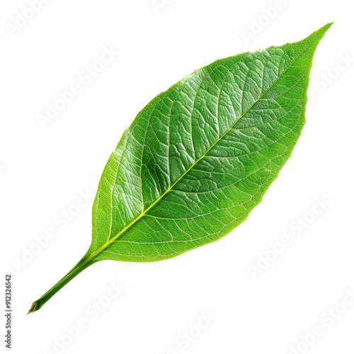 Detailed Green Leaf Showcasing Nature's Intricate Patterns and Vivid Colors