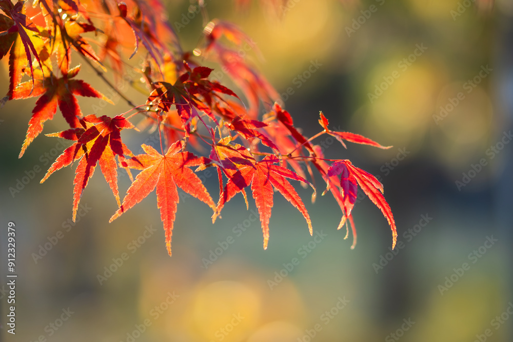 鮮やかなもみじ