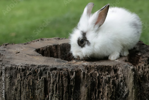 A rabbit resting on a rotten tree trunk. This rodent has the scientific name Lepus negricollis. photo