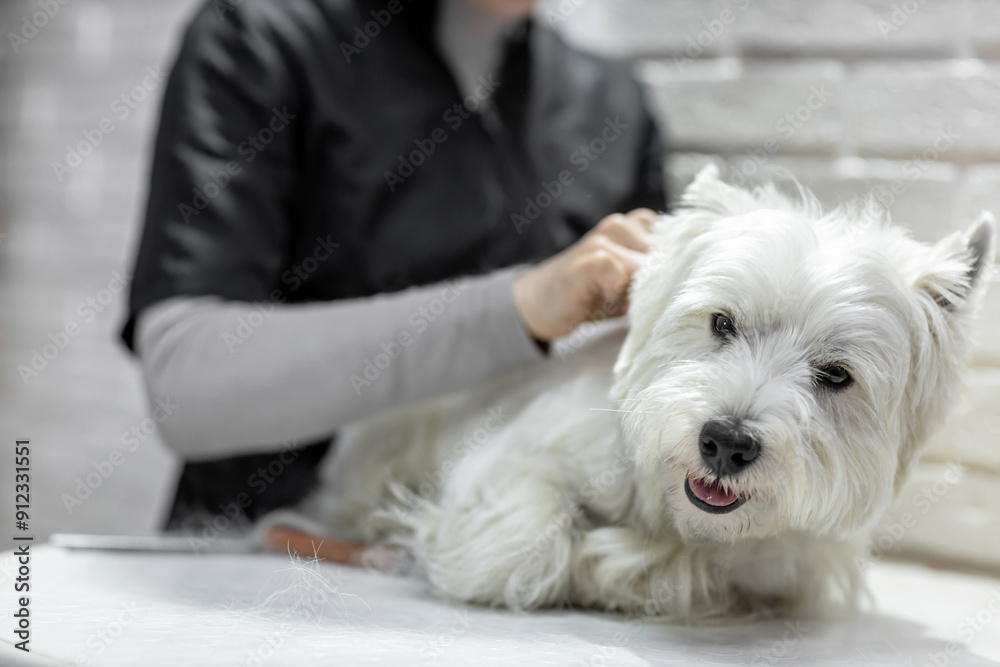 West Highland White Terrier dog in a grooming salon during grooming West Highland White Terrier dog in a grooming salon during grooming