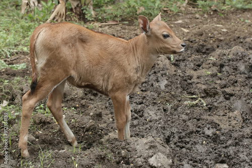 A young Javanese cow is vigilantly monitoring its surroundings. This mammal has the scientific name Bos javanicus.