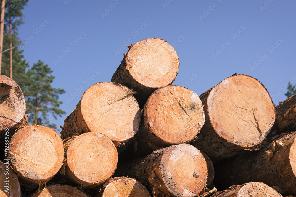 Pine wood stacked. Timber harvesting. wood industry