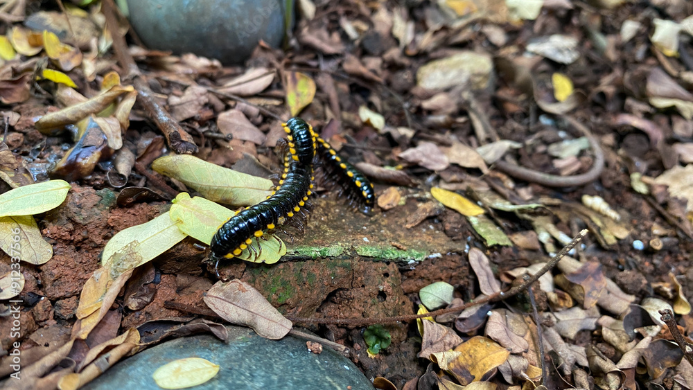 Obraz premium Harpaphe haydeniana commonly known as yellow spotted milipede