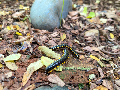 Harpaphe haydeniana commonly known as yellow spotted milipede photo