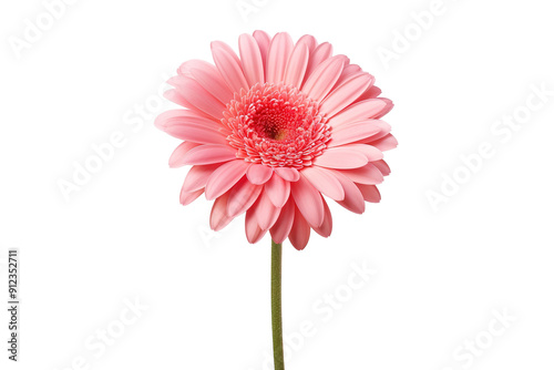 A Delicate Pink Gerbera Daisy in Full Bloom Against a White Background on a White or Clear Surface PNG Transparent Background