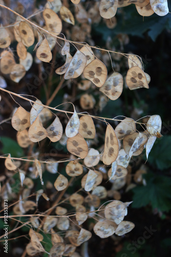 Close-up of ornamental pods of Lunaria annua plant in the garden. Also called Silver dollar, Dollar plant, moonwort or Honesty  photo