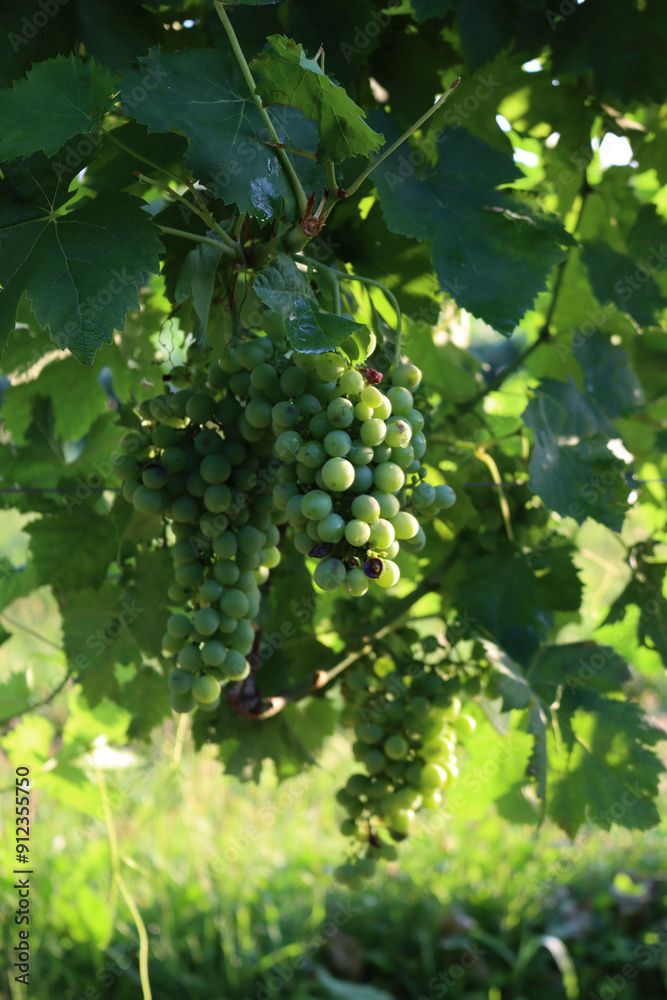 Close-up of white Pinot grapes on plant in the vineyard in Italy at dawn Close-up of white Pinot grapes on plant in the vineyard in Italy at dawn