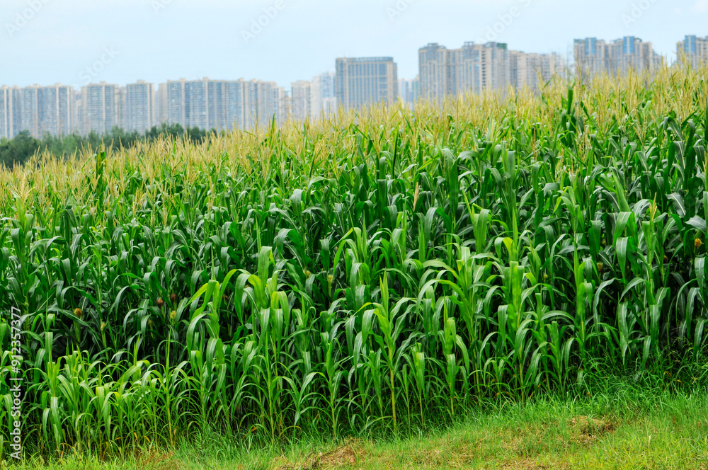 Fototapeta premium Green corn plants