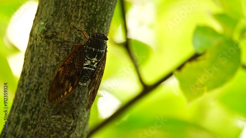 The sound of Graptopsaltria nigrofuscata (large brown cicada) singing [sound on] photo