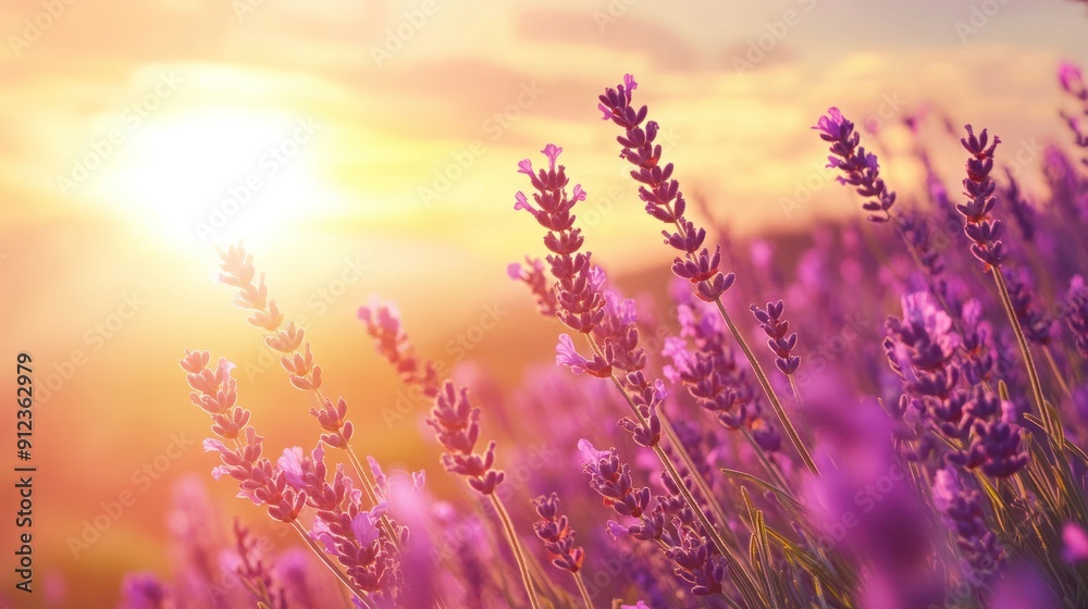 Fototapeta premium Lavender Field at Sunset