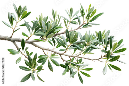 branch of a olive tree with leaves isolated on white or transparent png