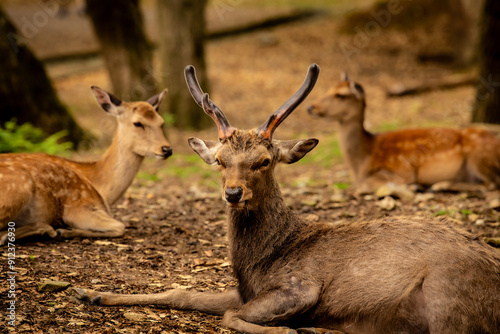 Biches et cerf allongés dans le parc à cervidés de Nara au Japon photo