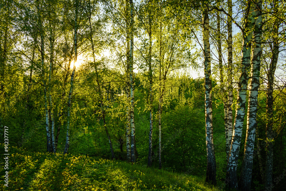 Grove of birches with young green leaves at sunset or sunrise in spring or summer. Grove of birches with young green leaves at sunset or sunrise in spring or summer.