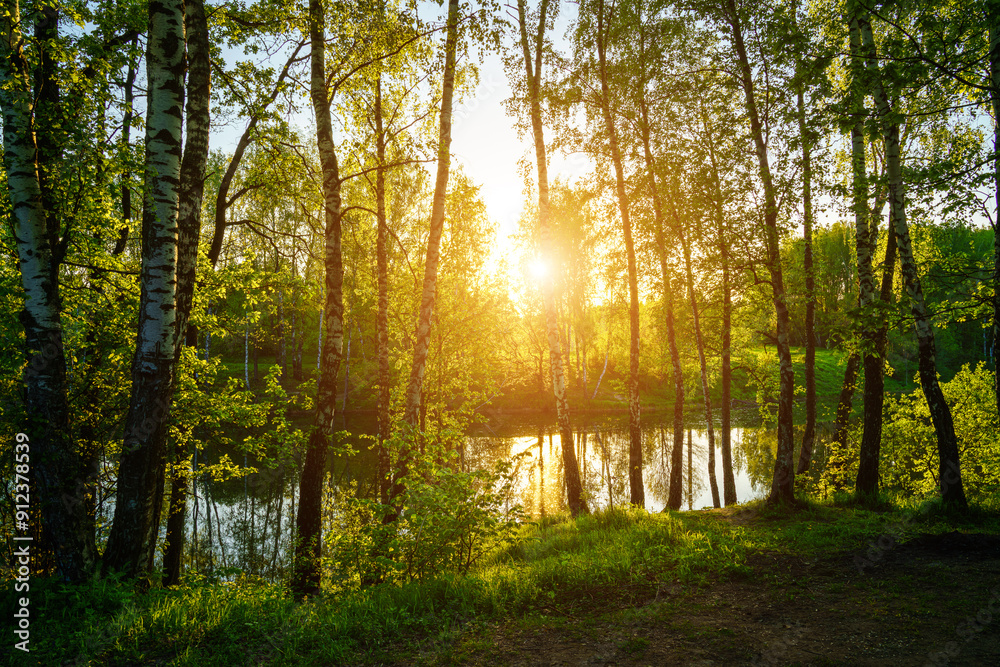 Obraz premium Sunrise or sunset near the pond with birches on a sunny summer day.