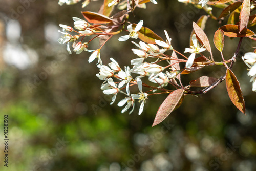 Fototapeta Naklejka Na Ścianę i Meble -  branch of a tree in spring