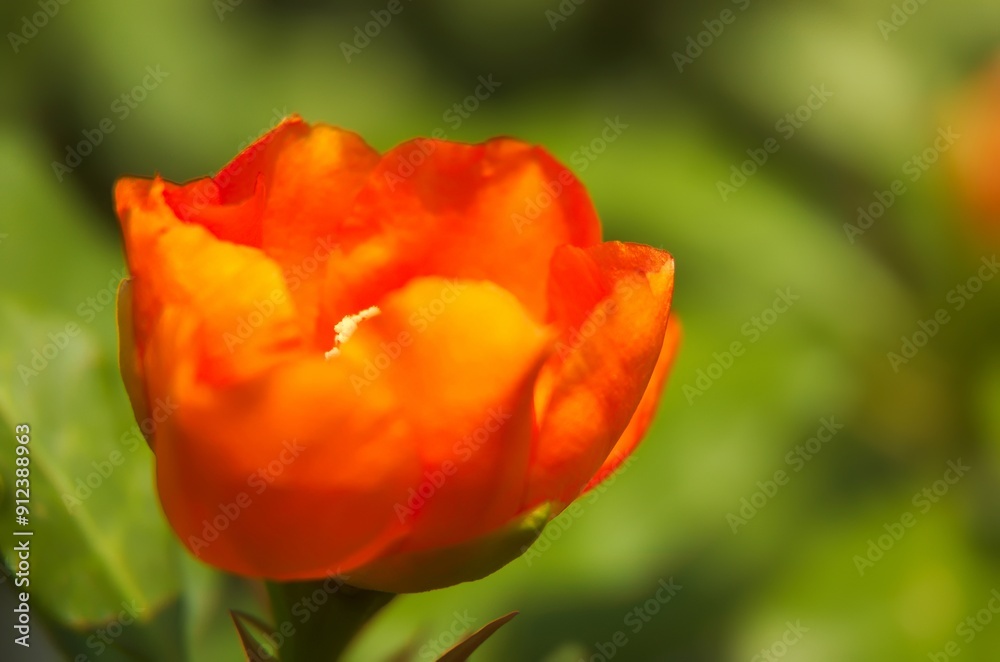 Obraz premium A species of leafy cactus native to moist forests with large rose-like orange-red flowers is called Leuenbergeria bleo sin. Pereskia bleo. The Seven Star Needle Flower was still in bud