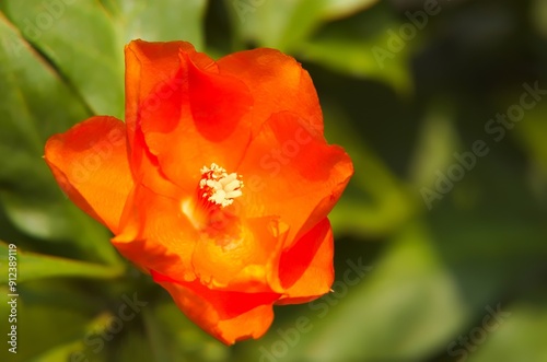 A species of leafy cactus native to moist forests with large rose-like orange-red flowers is called Leuenbergeria bleo sin. Pereskia bleo. The Seven Star Needle Flower was still in bud photo